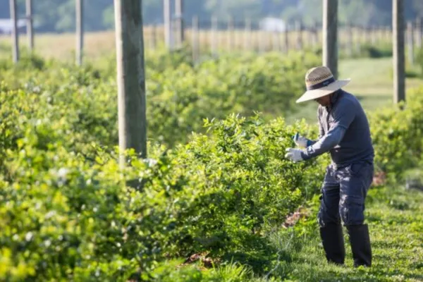 A farmworker in the fields at a winery