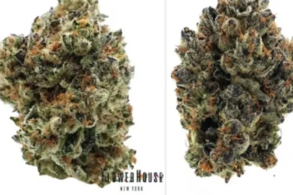 Recreational Marijuana