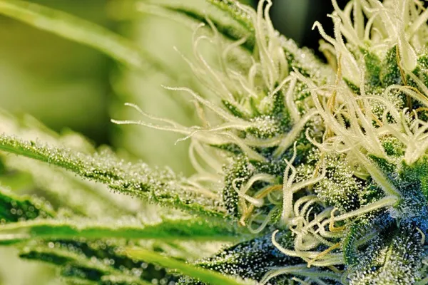 Cannabis