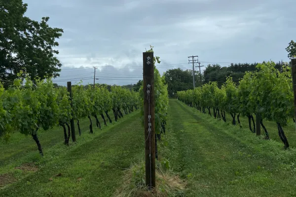 Vineyard