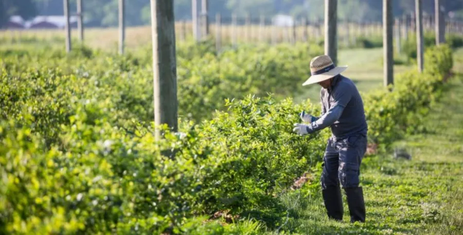 A farmworker in the fields at a winery