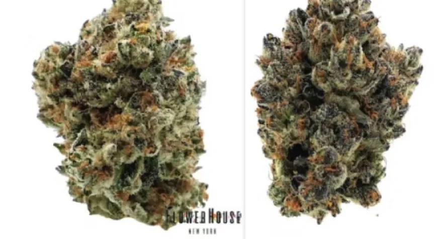 Recreational Marijuana