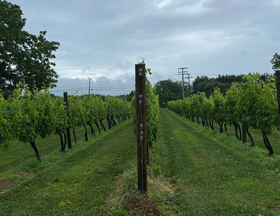 Vineyard